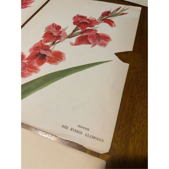 Flowers Drawn by Arlette Davids Text by Princess Bibesco prints Red  10x14” - Picture 6 of 12